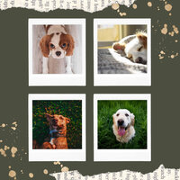 Fabulous Music for Dream - Calming Music for Dogs