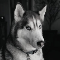 Extraordinary (Dog Anxiety) - Marvellous Dog Calming Music