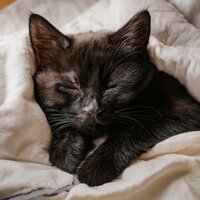 Sinfonía Tranquila Para Noches En Calma - Inmersiones y saltos & Música de Fondo para Gatos & Pájaros Escandinavos