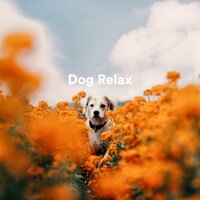Lift - Sleepy Dogs & Dog Calming Music & Dog Relaxation