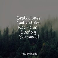 En El Silencio - Hipnose Natureza Sons Coleção & Unidad de música zen relajante & Musica Relajante Para Dormir