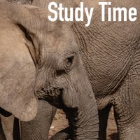 Face to Face - Study Time & Study Music Library & Focus & Work