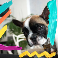 Quartet Jazz Soundtrack for Well Trained Dogs - Calm Dog Music