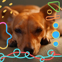 Quartet Jazz Soundtrack for Sleeping Puppies - Calming Music for Dogs