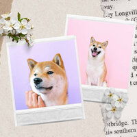Music - Cute - Calm Dog Music
