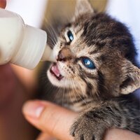 Chill Before Snoozing - Jazz Music Therapy for Cats & Music for Cats Deluxe