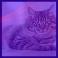 Trio Jazz Soundtrack for Home with Cats - Cat Total Relax