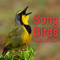 Scandinavian Forest Environment with Birds Singing - Nature Soundscape
