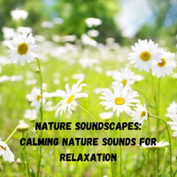 Birds Singing in the Forest - Weather and Nature Recordings & Nature Recordings & Amazing Spa Experience