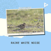Zen Rain Garden Full of Birds - Relaxing Rainstorm