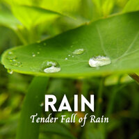 Smooth Spate - The Rain Factory & Rain Wonder & Rain Sound Experience
