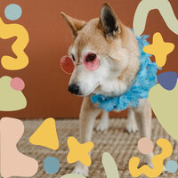 Stylish Music for Calm Hounds - Dog Music Library