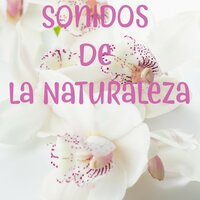 Relajación Suave - Grabaciones de la naturaleza, Sonidos de yoga, Lluvia & Lluvia & Grabaciones de la naturaleza & Sonidos de yoga