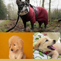 Mellow (Doggy Walks) - Dog Calming Music