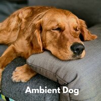 Dog Relax - Calming Music For Pets