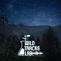 Nigthly forest ambience - Wildtracks Lab