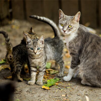Whispering Wind - Official Pet Care Collection & Cat Music Therapy & Cat Music Experience
