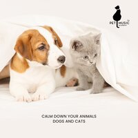 Beautiful Friendship - Pet Music Academy