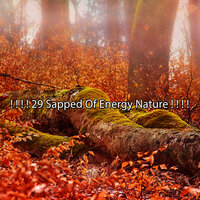 Чисто безмятежный лес - Mother Nature Sound FX
