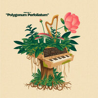 Polygonum Perfoliatum - Prefuse 73