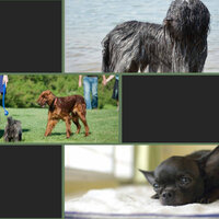 Bubbly Moods for Cool Pups - Dog Music Experience
