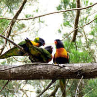 Crickets Chirping in the Forest - Nature Sounds & Meditation Relaxation Club & Brainwave Samples