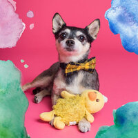 Cool Dog Therapy - Dog Music Therapy