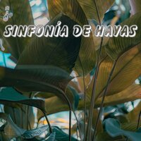 Sinfonía del Bosque de Hayas - Música Religiosa y Curativa