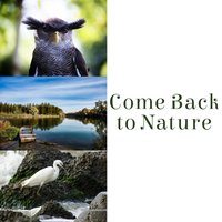 Frog and Birds - Sounds of Nature Kingdom