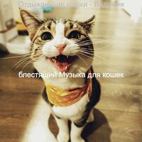 Звуки (Кошки) - блестящий Музыка для кошек