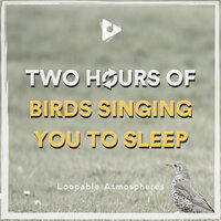 Avid Nature Addict - Loopable Atmospheres & Japanese Relaxation and Meditation