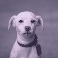 Calm Ambiance for Dogs - Dog Music Experience