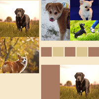 Mellow (Fun Puppies) - Dog Music