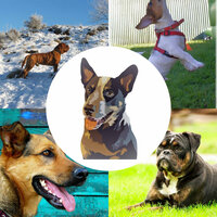 Magical Anxious Pups - Relaxation Music For Dogs