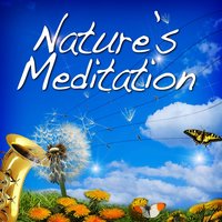 Seeking the Light - Healing Loon Calls - Sounds of Nature White Noise for Mindfulness