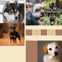 Marvellous Soothing Doggies - Relax My Dog Music