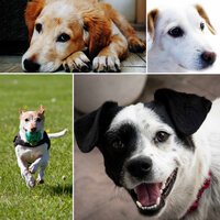 Music (Dog Calming) - Dog Calming Music
