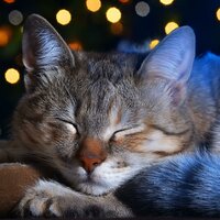 Melodías De Confort Lofi De Gatos - Gracia asombrosa & Canciones Suaves para Gatitos & Música relajante para gatitos