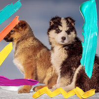 Deluxe Ambience for Dog Therapy - Dog Music Library