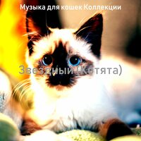 Моменты (Кошки) - Музыка для кошек Коллекции
