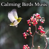 Calm Down - Bird Sounds