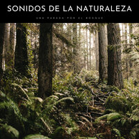 Meditando En El Bosque - Sonido Del Bosque y Naturaleza & Pájaros del Bosque & Música para Dormir Con Relajantes Sonidos de la Naturaleza