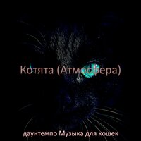 Видения (Дрессировка кошки) - даунтемпо Музыка для кошек