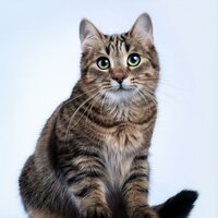 Lofi Suave Para La Calma Felina - Música para momentos de tranquilidad & Sonidos Calmantes para Gatos & Canciones para Gatos Felices