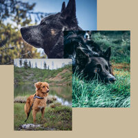 Excellent Chillout Smooth Jazz - Vibe for Cool Pups - Doggy Music Radio