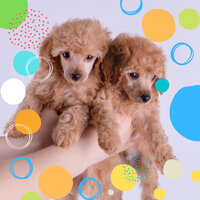 Sensational Ambience for Cute Dogs - Calm Dog Music