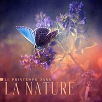 Sons de la forêt tropicale - Club de Méditer de Détendre