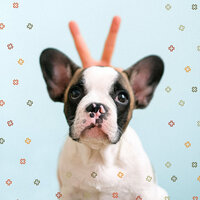 Funky Sleeping Puppies - Doggy Relaxing Sounds