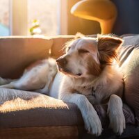 Patrones De Sonido De Mascotas - Colores modales & Amante de las criaturas & Biblioteca de sonidos para animales