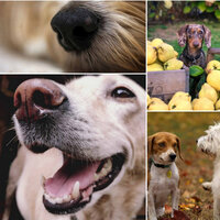 Serene (Dog Parks) - Calming for Dogs